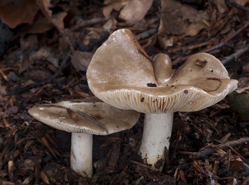 Lactarius acris